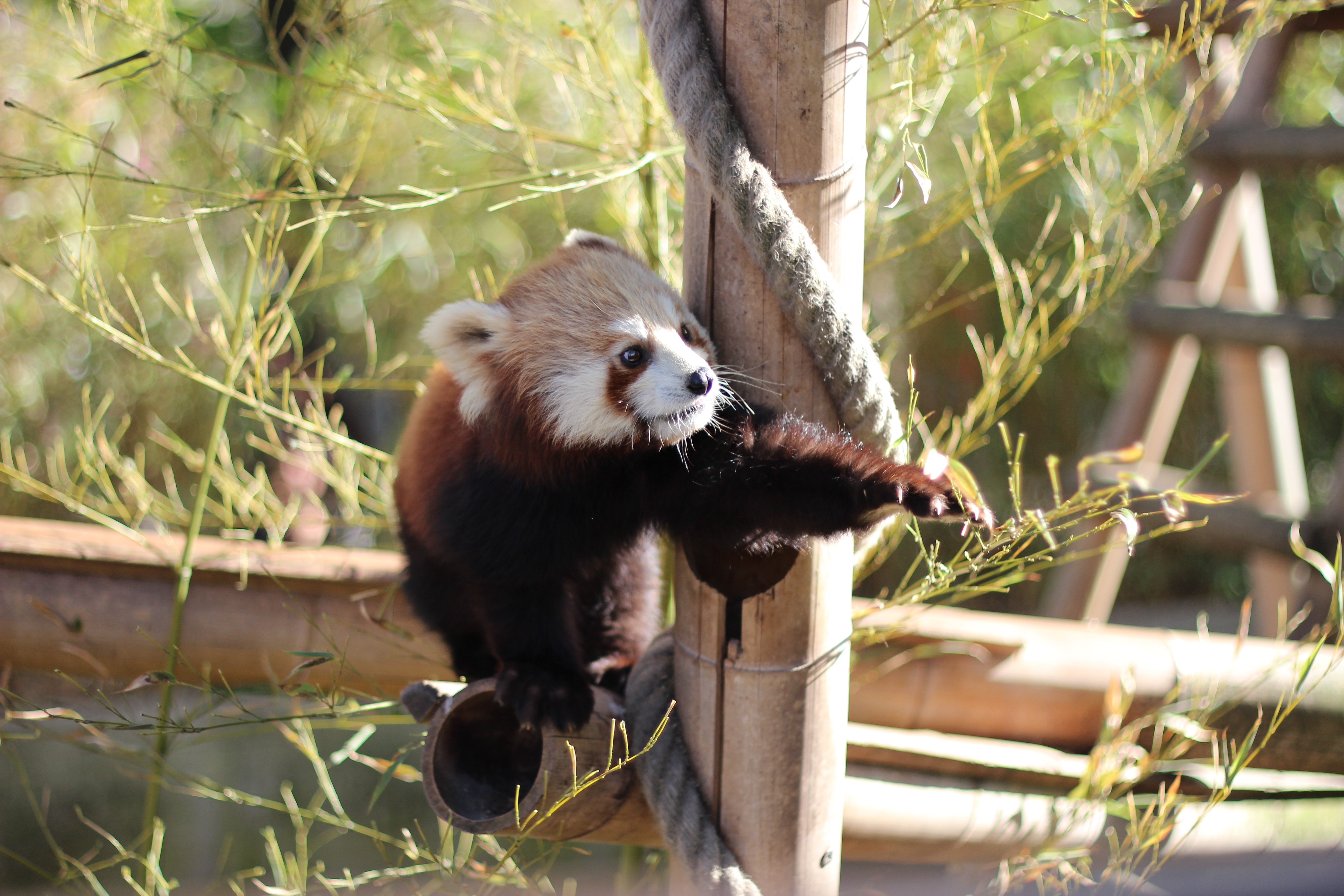 Zoo à Paris Ménagerie du Jardin des plantes Upupup.fr