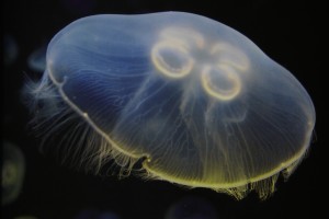 Radisson Blu Ajaccio Week-end en corse 36