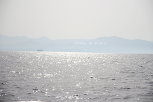 dauphin ajaccio