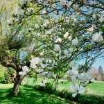Magnolia en fleurs